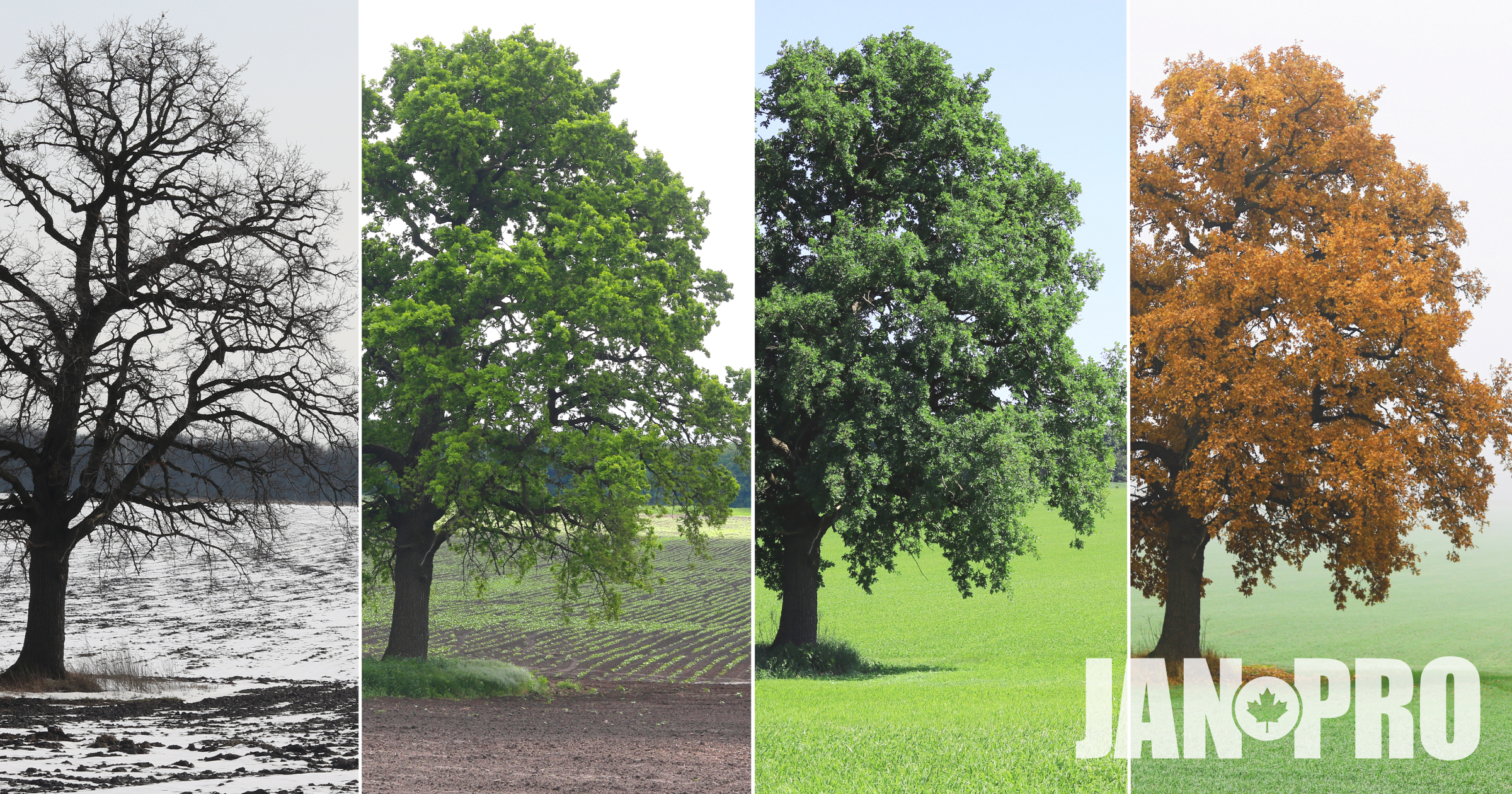 A tree shown in each of the 4 seasons